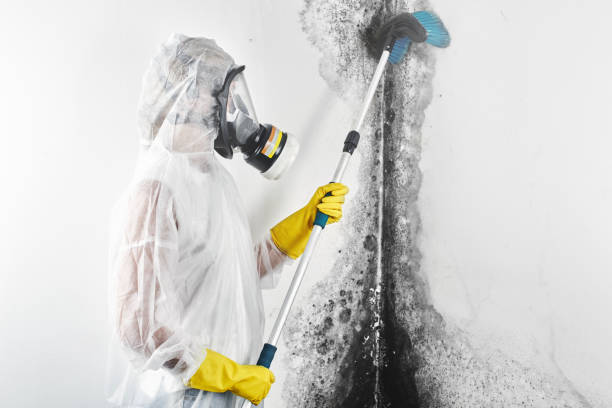 Best Commercial Mold Inspection  in Converse, IN